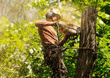 Boomverzorgers klimmateriaal